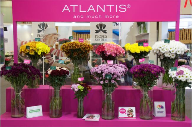 Chrysanthemum booth-PROFLORA