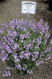 Alonia™ Big Bicolor Purple