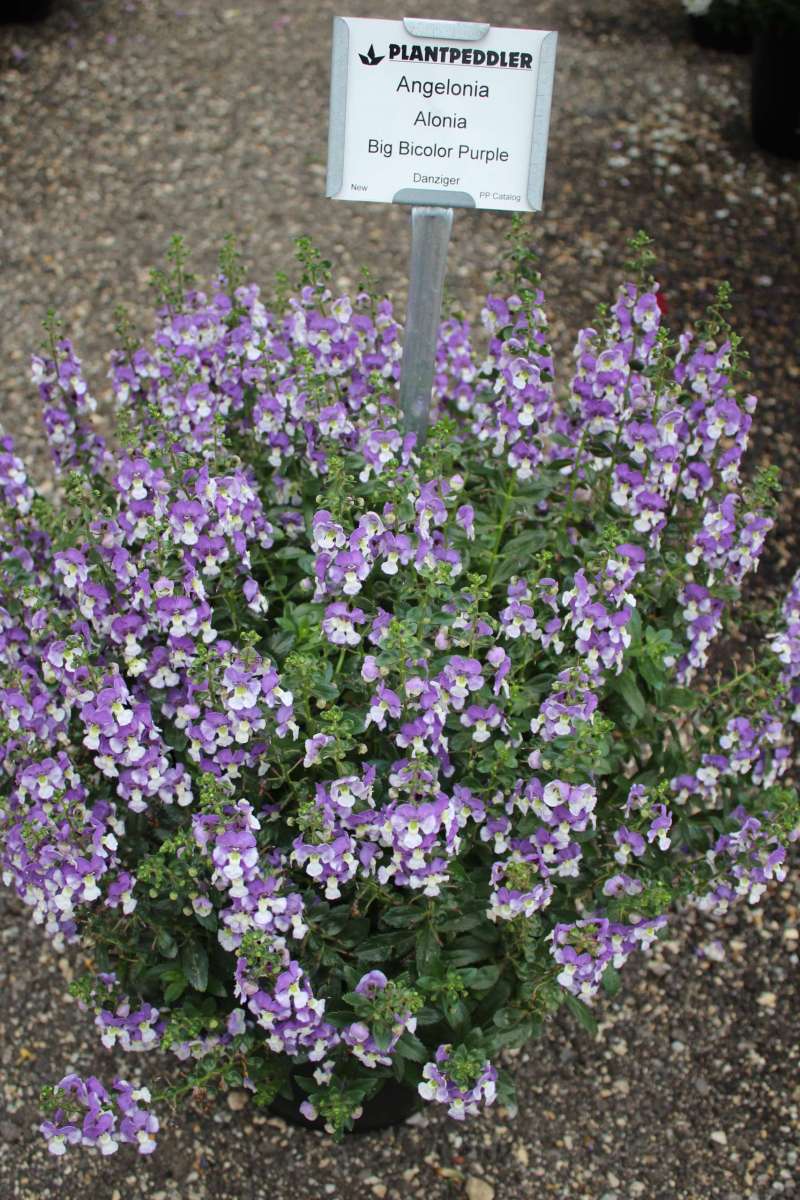 Alonia™ Big Bicolor Purple