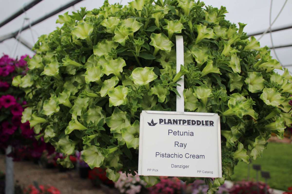Pistachio Cream Ray™
