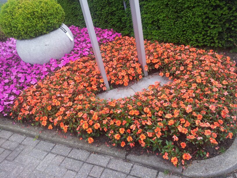 Sun Harmony™ Deep Orange
