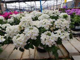 Vanessa™ Compact White
