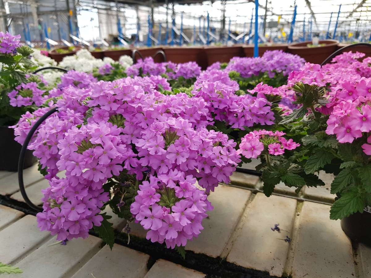 Vanessa™ Compact Lavender