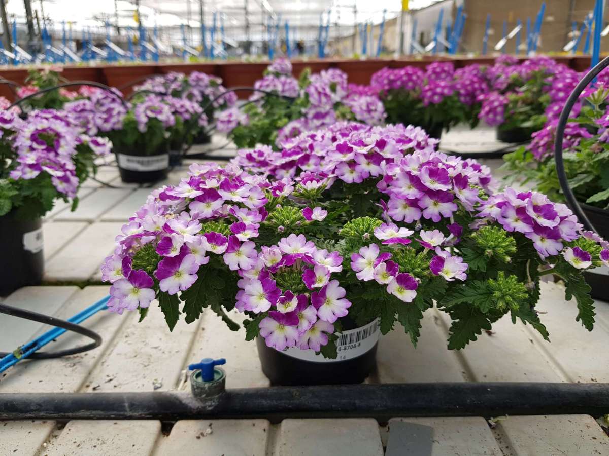 Vanessa™ Compact Bicolor Purple