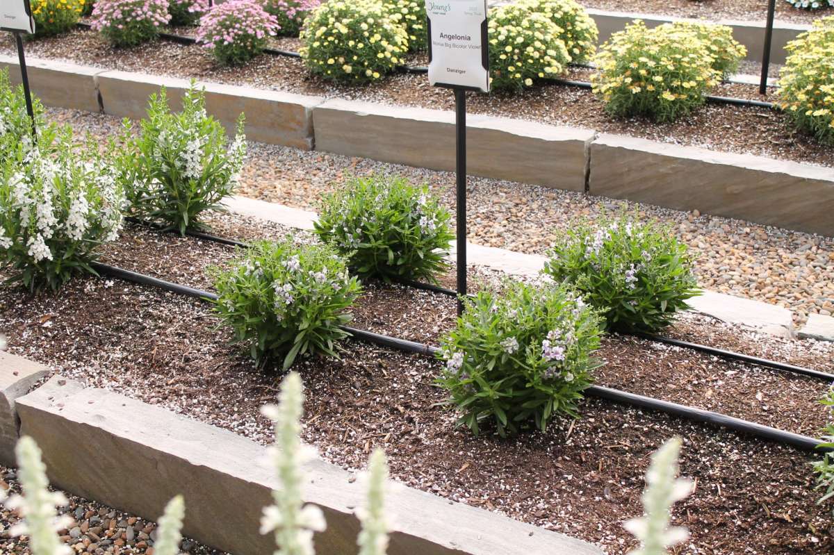 Alonia™ Bicolor Violet