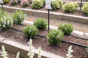 Alonia™ Bicolor Violet