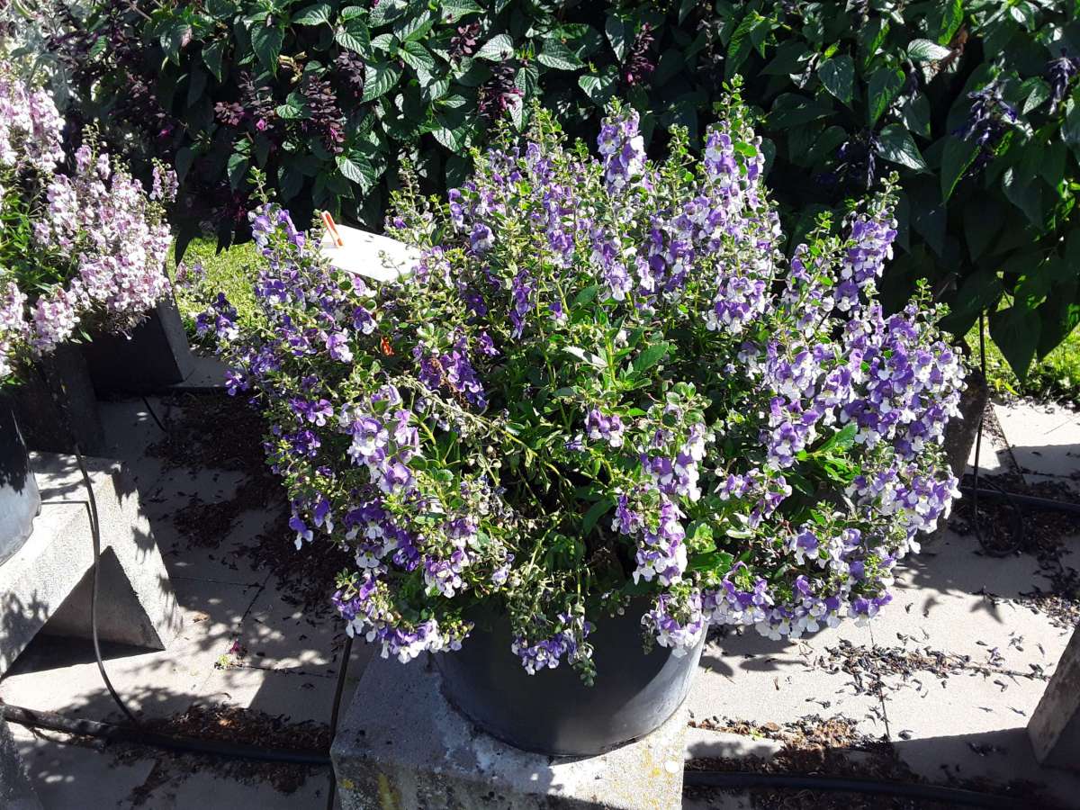 Alonia™ Big Bicolor Purple