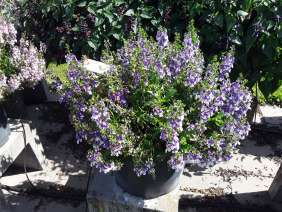 Alonia™ Big Bicolor Purple