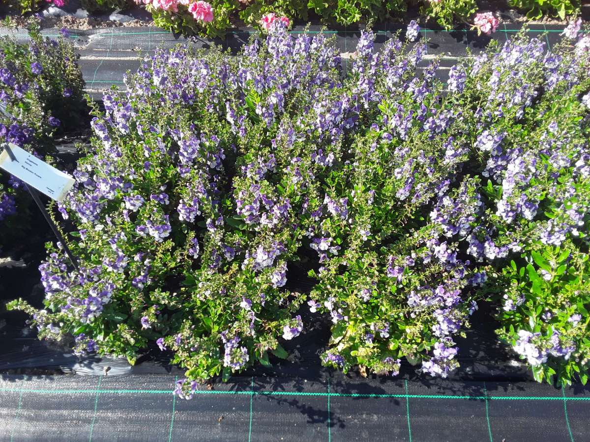Alonia™ Big Bicolor Purple
