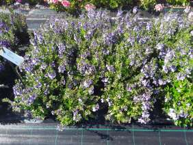 Alonia™ Big Bicolor Purple
