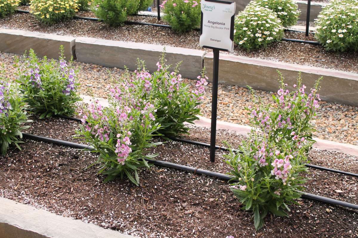 Alonia™ Big Bicolor Purple