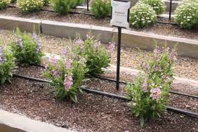 Alonia™ Big Bicolor Purple