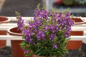 Alonia™ Violet
