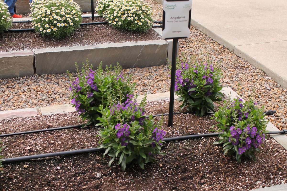 Alonia™ Dark Lavender