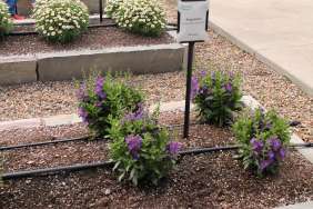 Alonia™ Dark Lavender