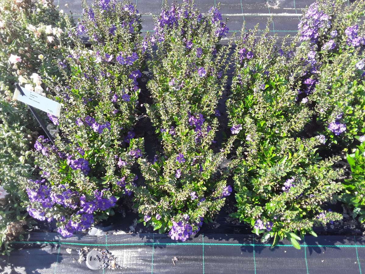 Alonia™ Dark Lavender