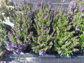 Alonia™ Dark Lavender