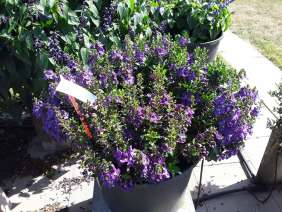 Alonia™ Dark Lavender