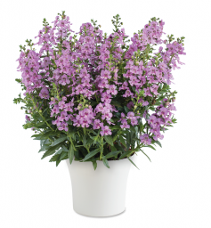 Alonia™ Pink Flirt