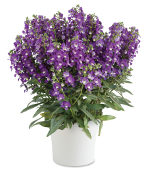Alonia™ Violet