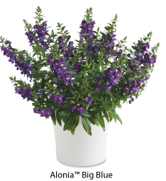Alonia™ Big Blue