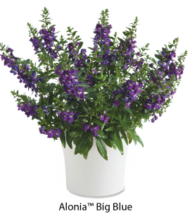 Alonia™ Big Blue