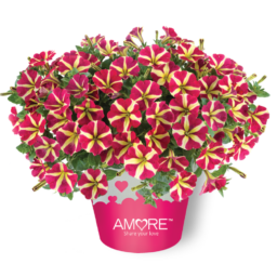 Amore® Reine de cœur