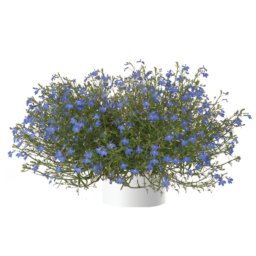 Anabel® Brilliant Blue