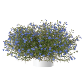 Anabel® Brilliant Blue
