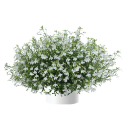 Anabel® Snow White