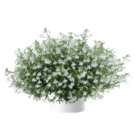 Anabel® Snow White