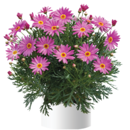Angelic™ Giant Pink