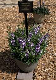 Alonia™ Big Bicolor Purple