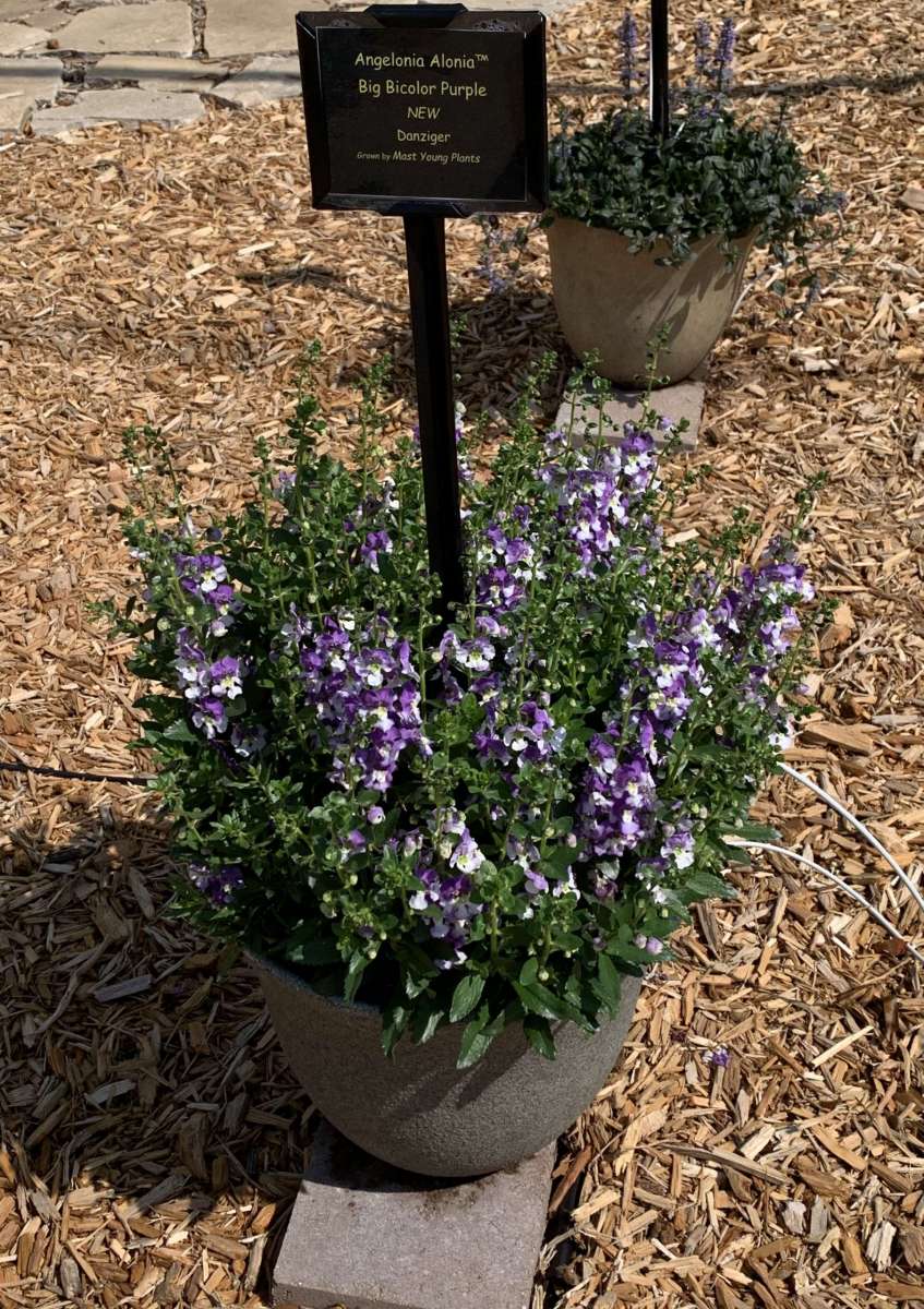 Alonia™ Big Bicolor Purple