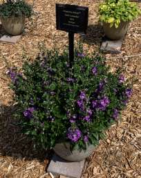 Alonia™ Dark Lavender