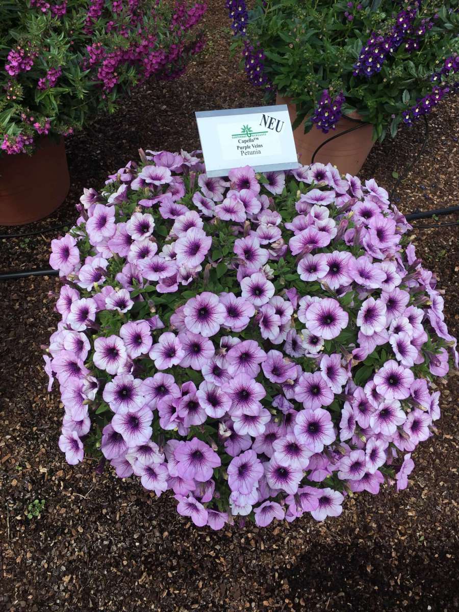 Capella™ Purple Veins