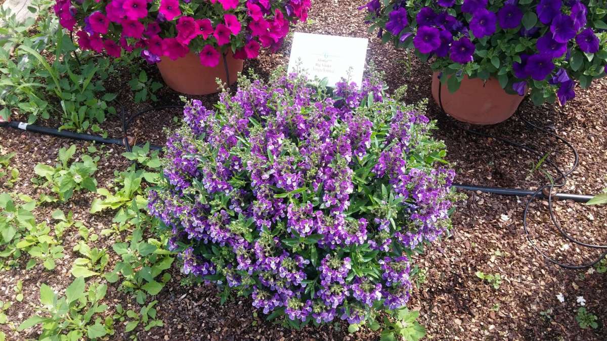 Alonia™ Violet