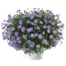Brasco™ Violet