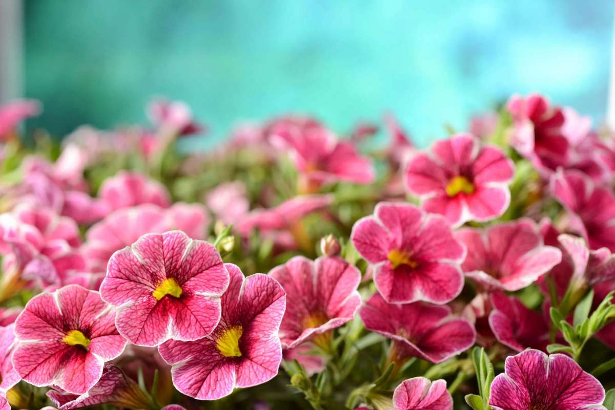 Colibri™ Cherry Lace