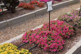 Colibri™ Malibu Pink