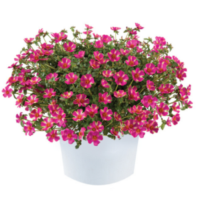 Campino™ Twist Pink