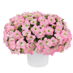 Capella™ Baby Pink