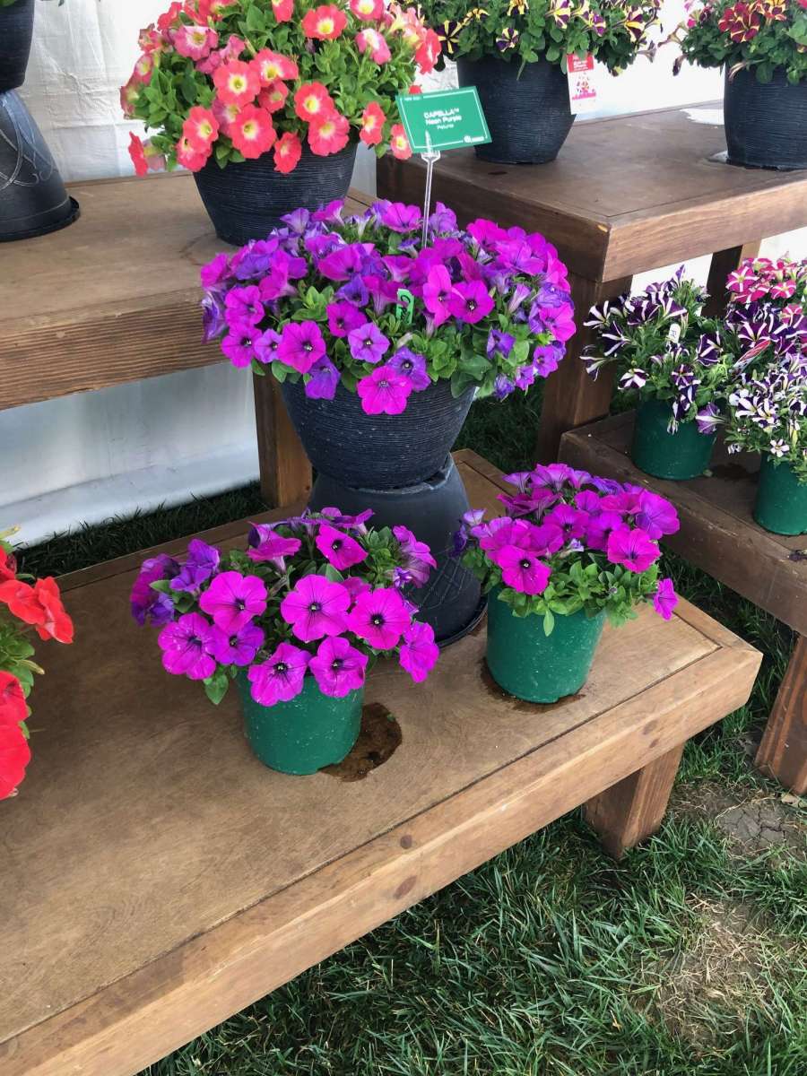 Capella™ Purple