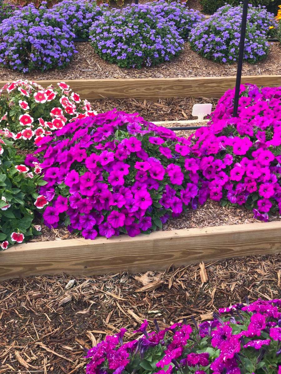 Capella™ Purple