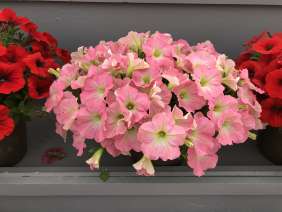 Capella™ Baby Pink