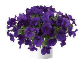 Capella™ Indigo