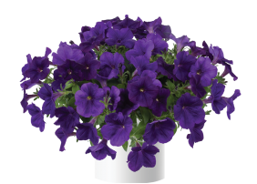 Capella™ Indigo
