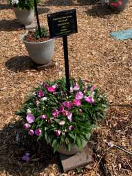 Harmony® Colorfall™ Pink