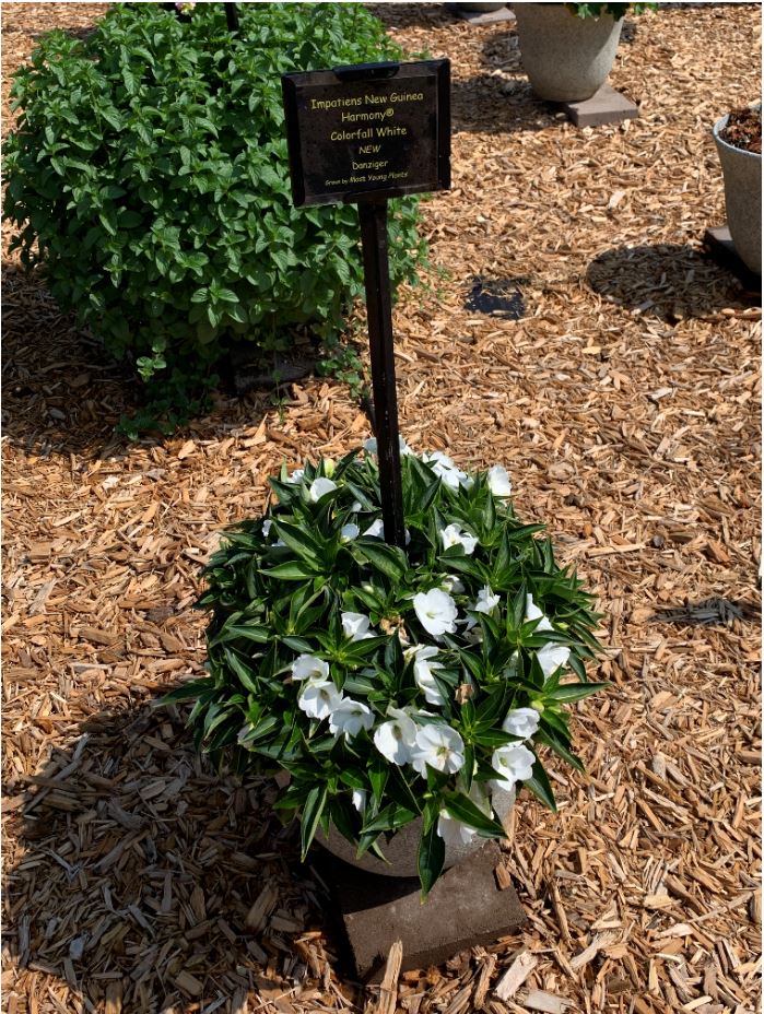 Harmony® Colorfall™ White