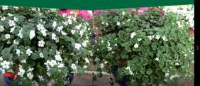 Scopia® Gulliver White Improved